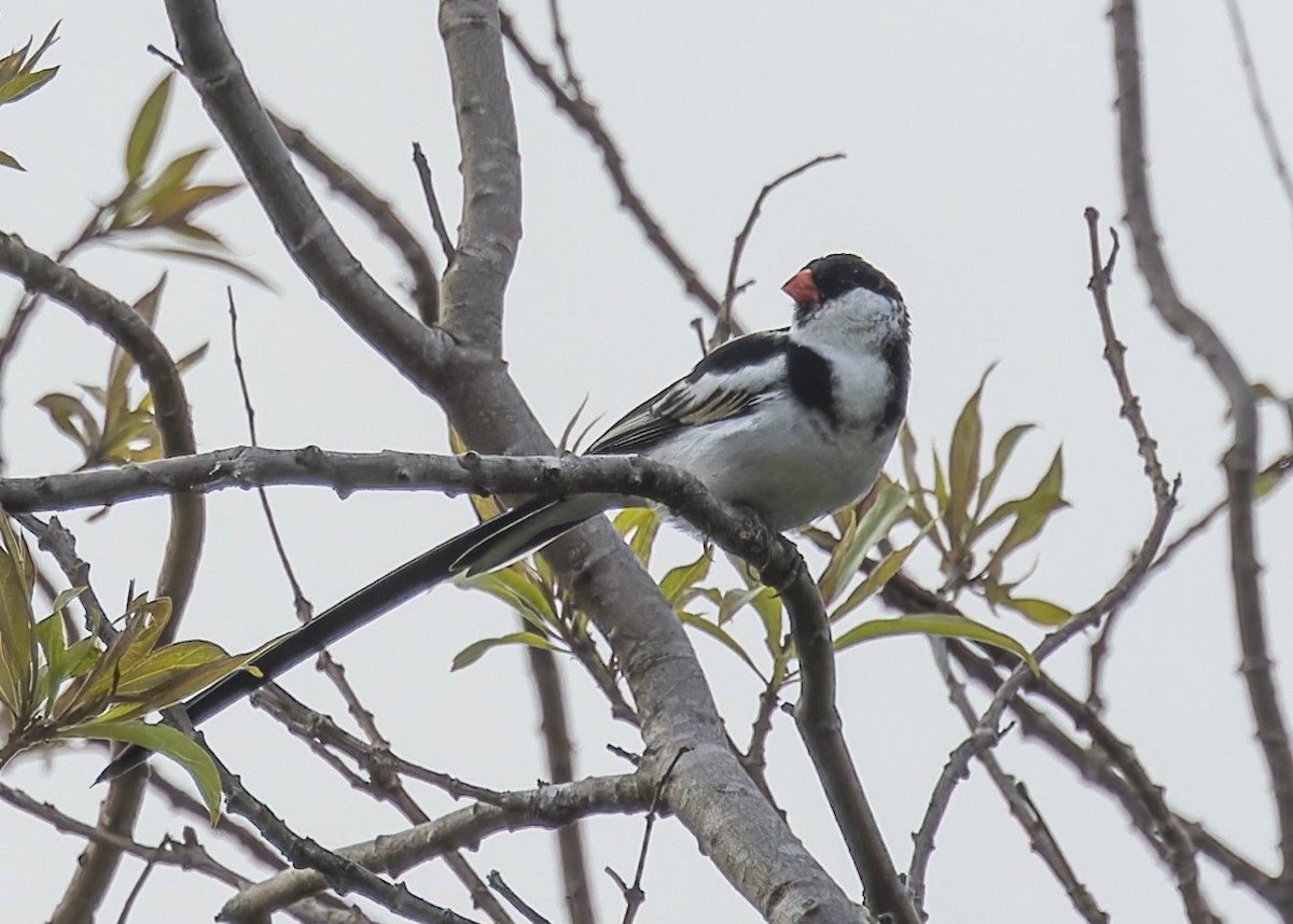 Pin-tailed Whydah - ML618262840