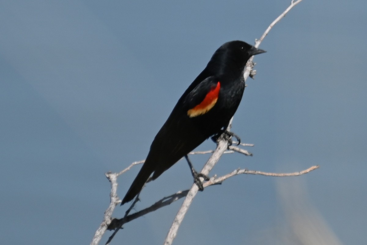 Red-winged Blackbird - ML618262869