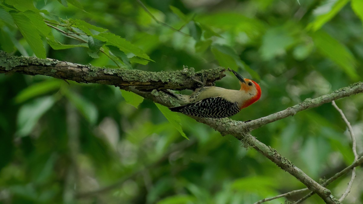 Red-bellied Woodpecker - ML618262877