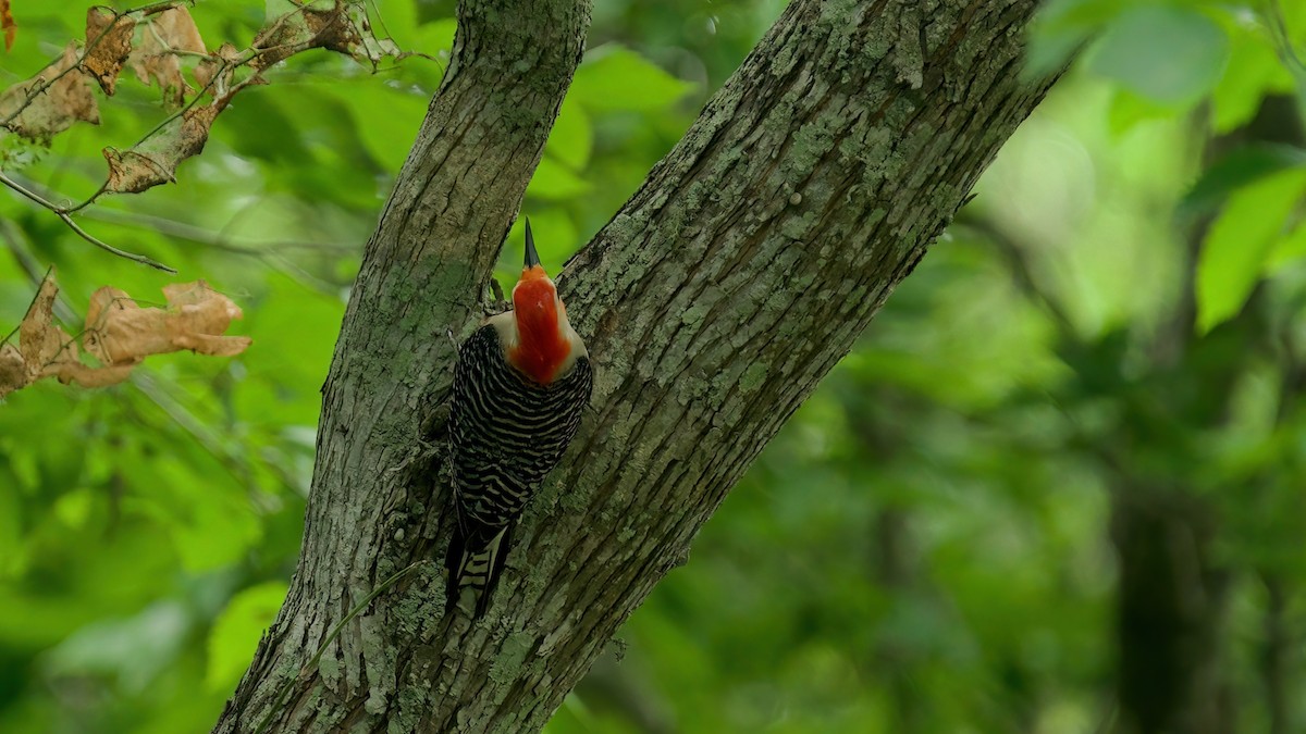 Red-bellied Woodpecker - ML618262878