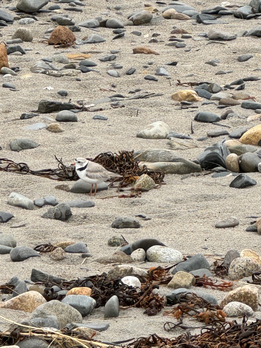 Piping Plover - ML618262895