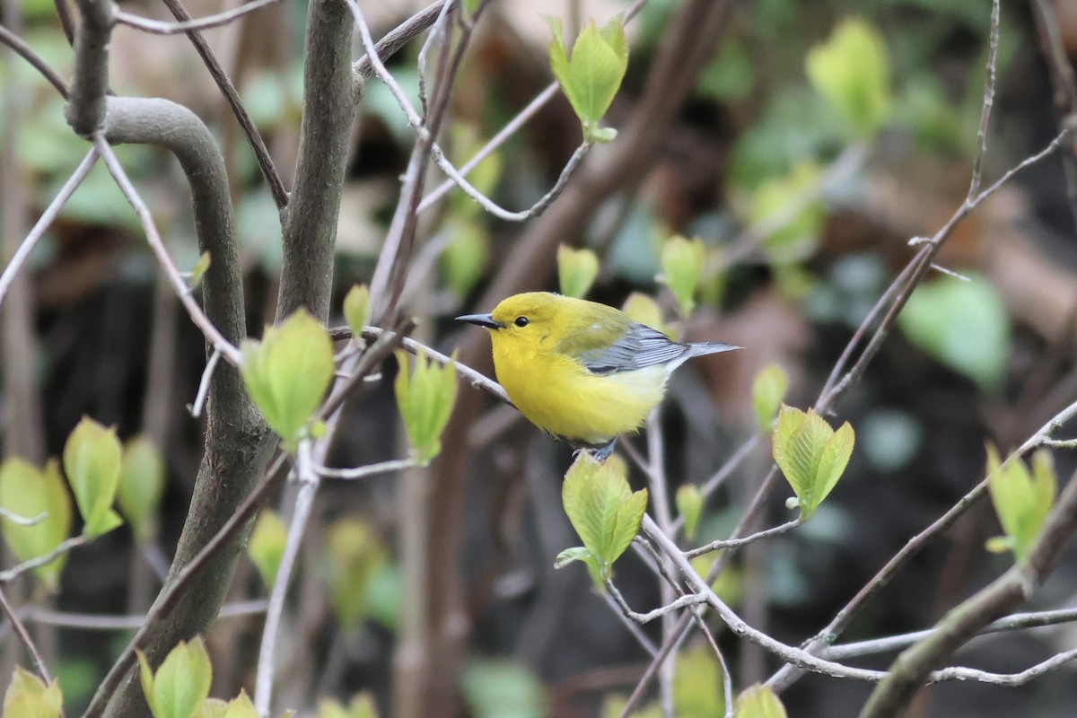 Prothonotary Warbler - ML618262917