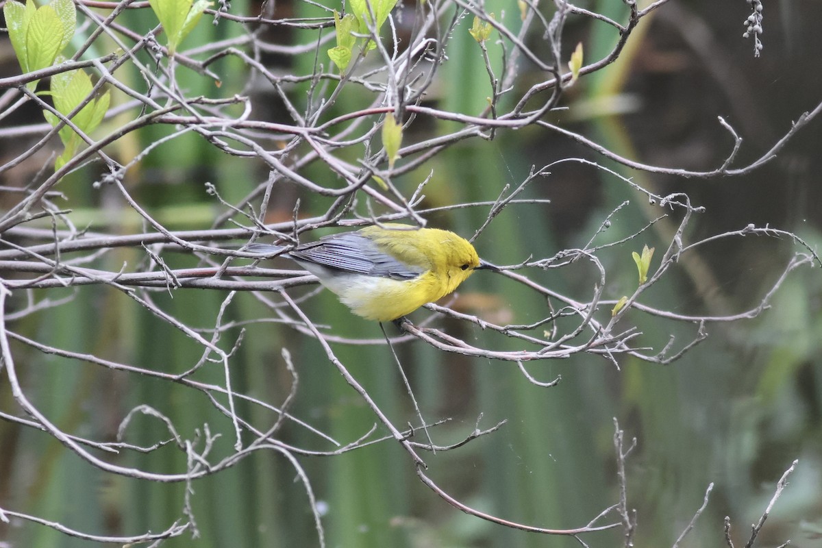 Prothonotary Warbler - ML618262921