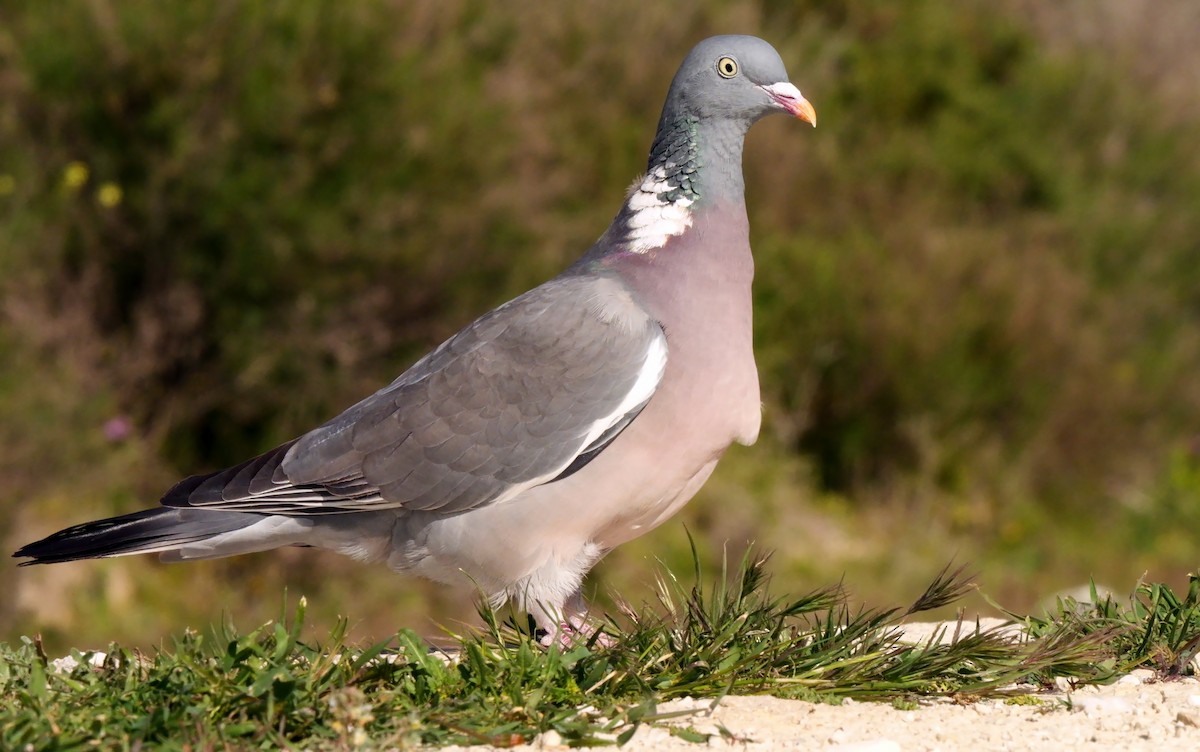 Common Wood-Pigeon - ML618262928