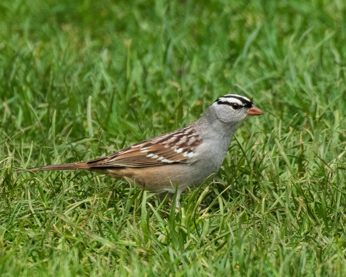 White-crowned Sparrow - Megan B