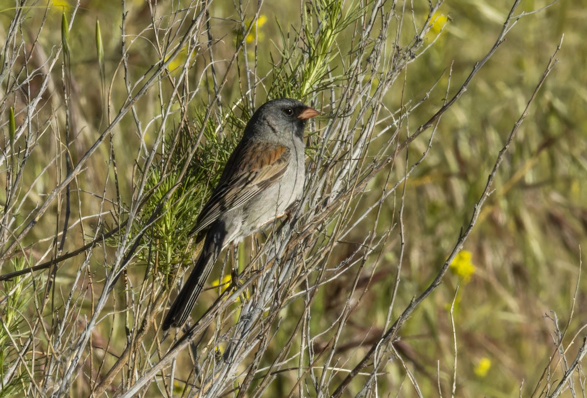 Black-chinned Sparrow - Anonymous