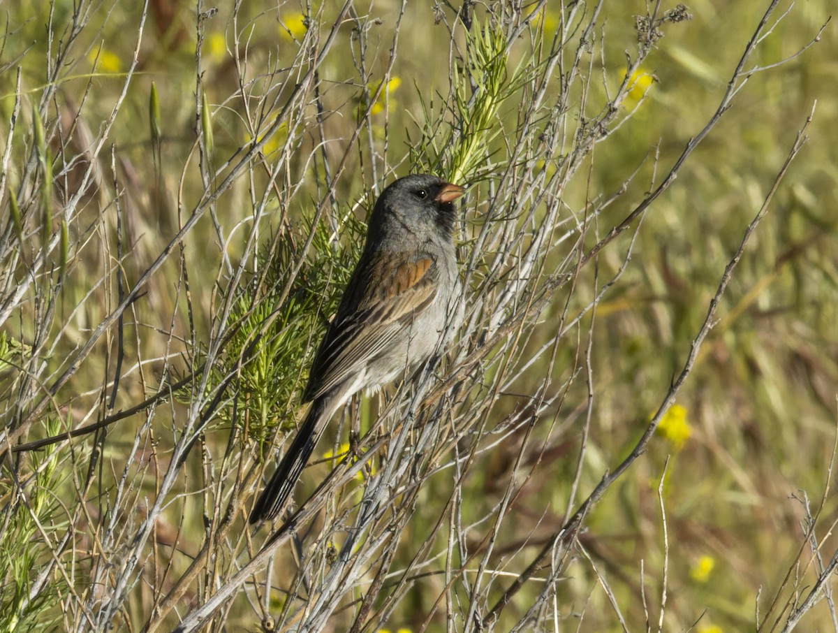 Black-chinned Sparrow - Anonymous