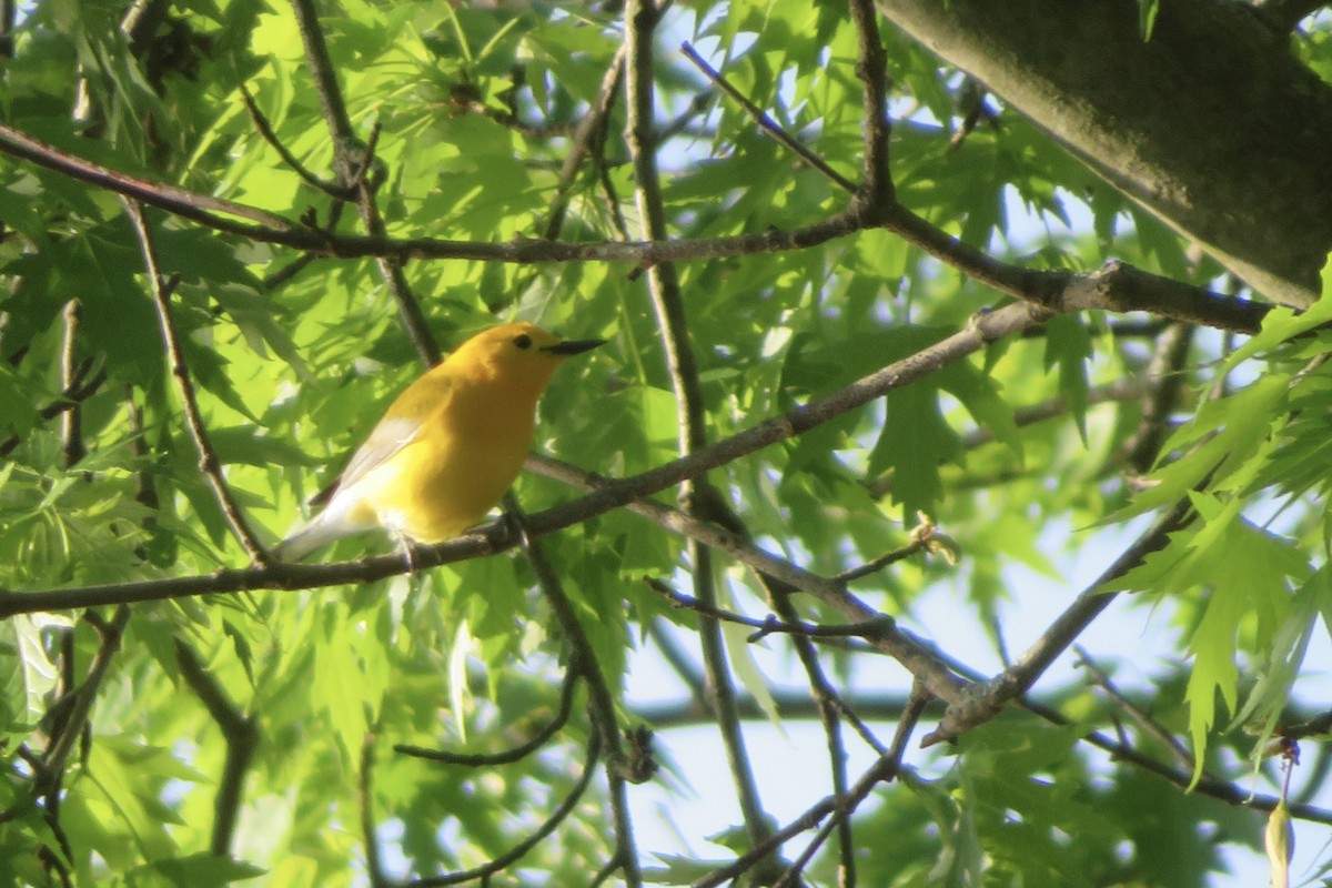 Prothonotary Warbler - Ann Haverstock