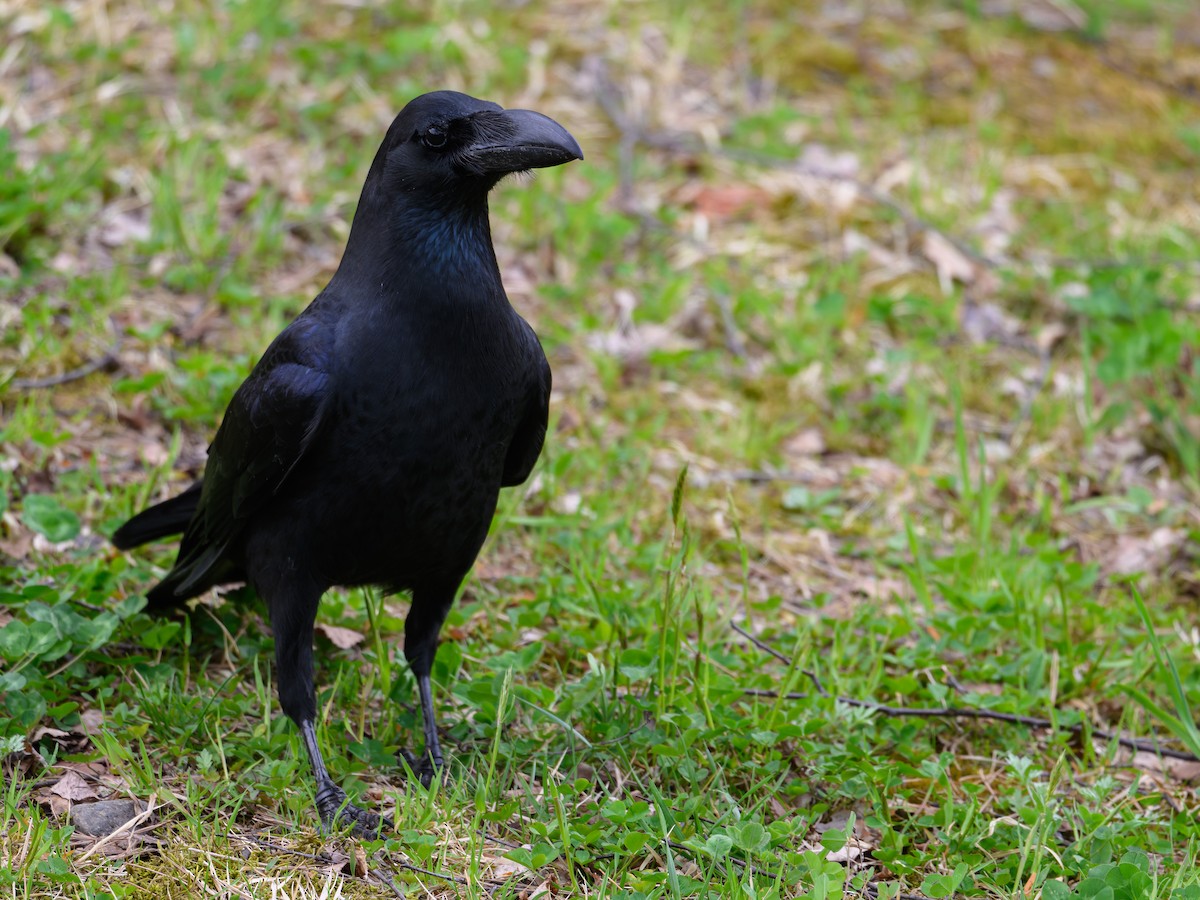 Large-billed Crow - Yuya Okuzaki