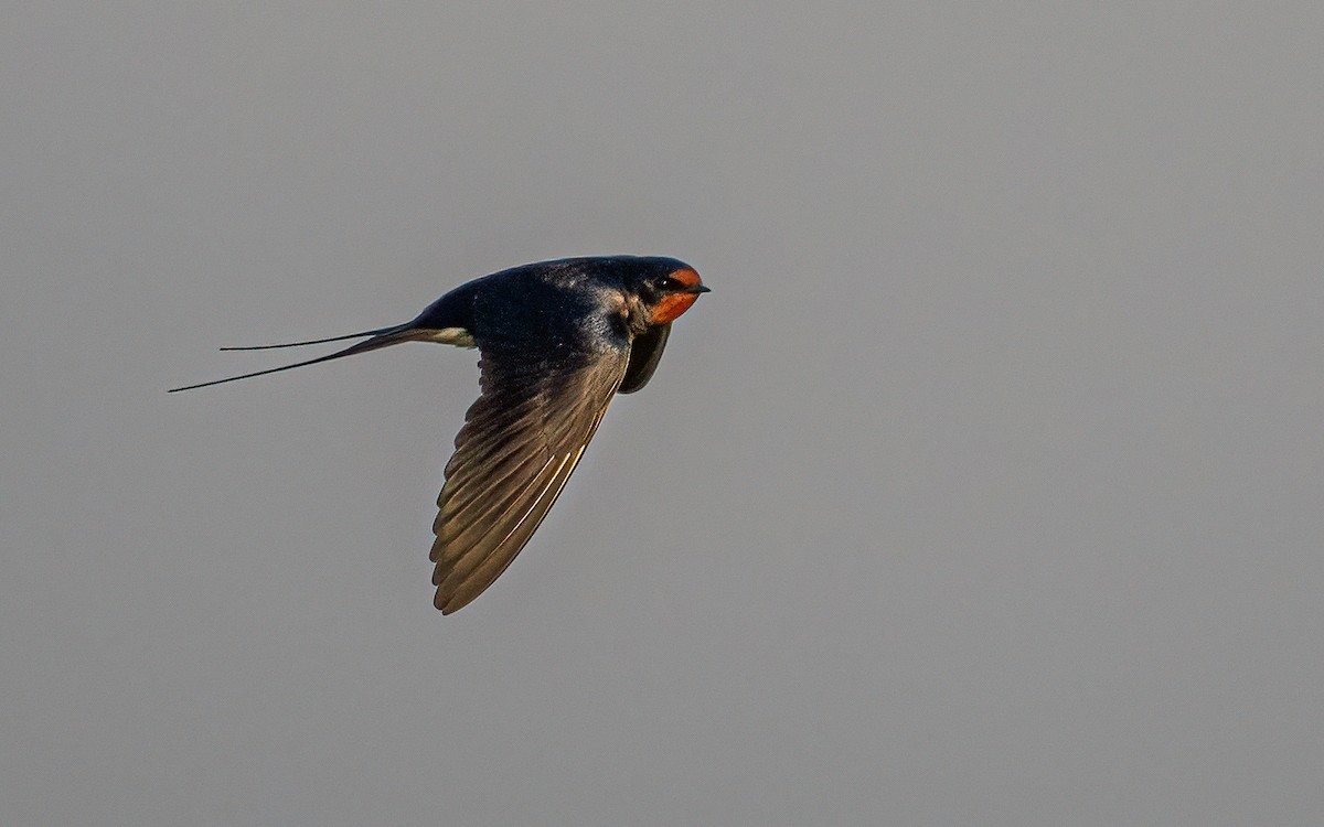 Barn Swallow (White-bellied) - Wouter Van Gasse