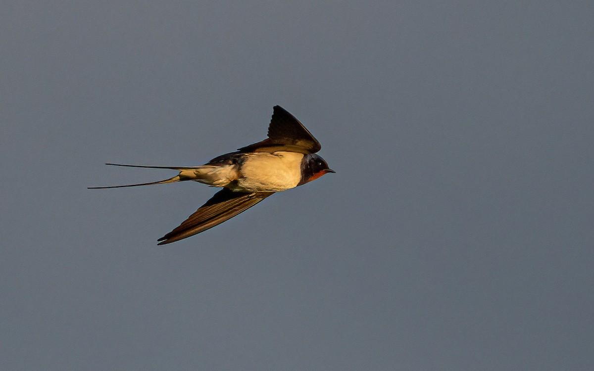 Barn Swallow (White-bellied) - ML618263000