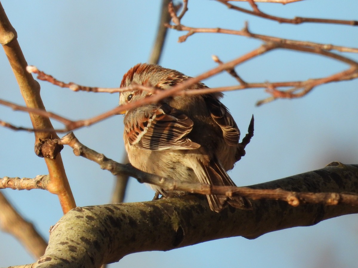 American Tree Sparrow - Vince Hiebert