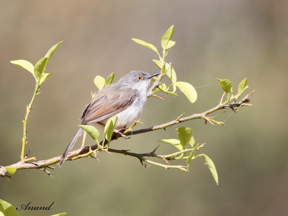 Gray-breasted Prinia - Anand Singh