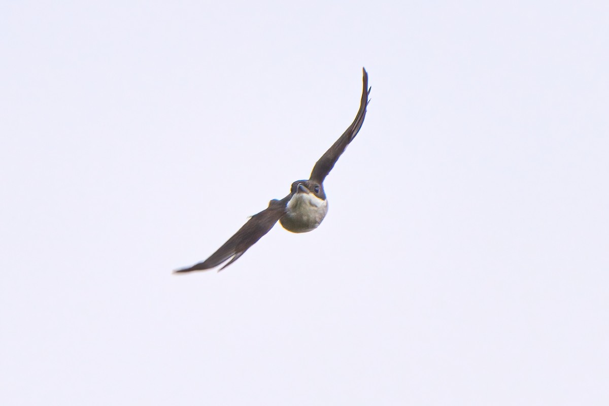 Black-winged Flycatcher-shrike - ML618263139
