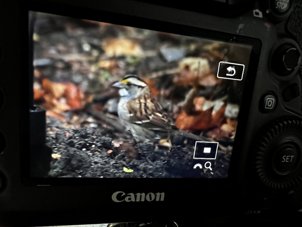 White-throated Sparrow - ML618263183