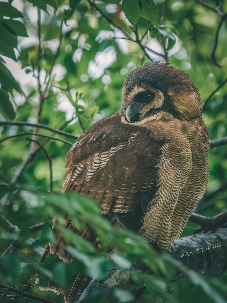 Brown Wood-Owl - 雀实可爱 鸦
