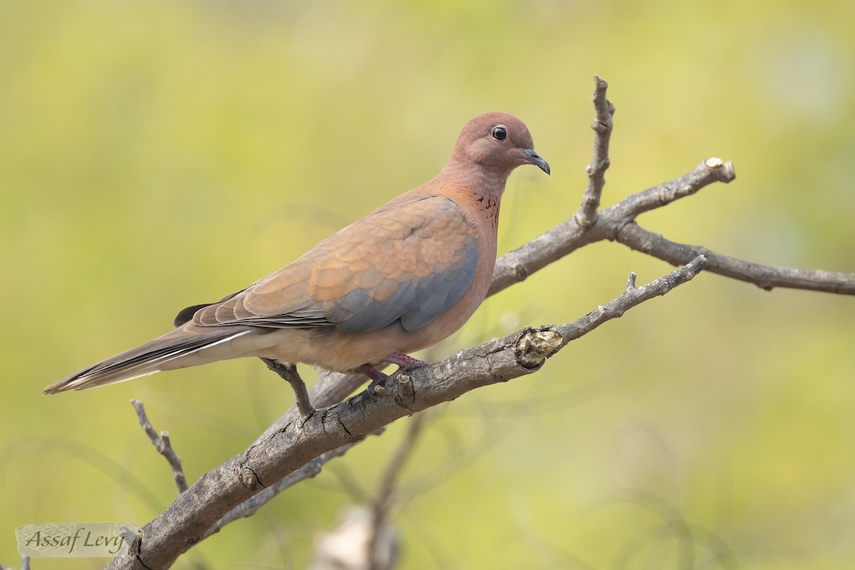 Laughing Dove - Assaf Levy