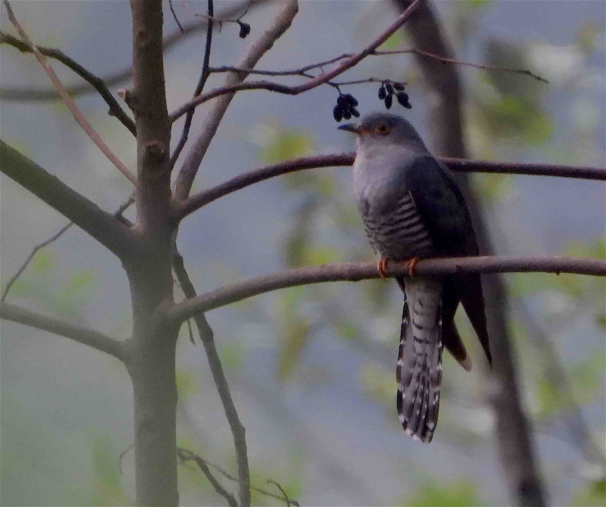 Common Cuckoo - Beena Menon