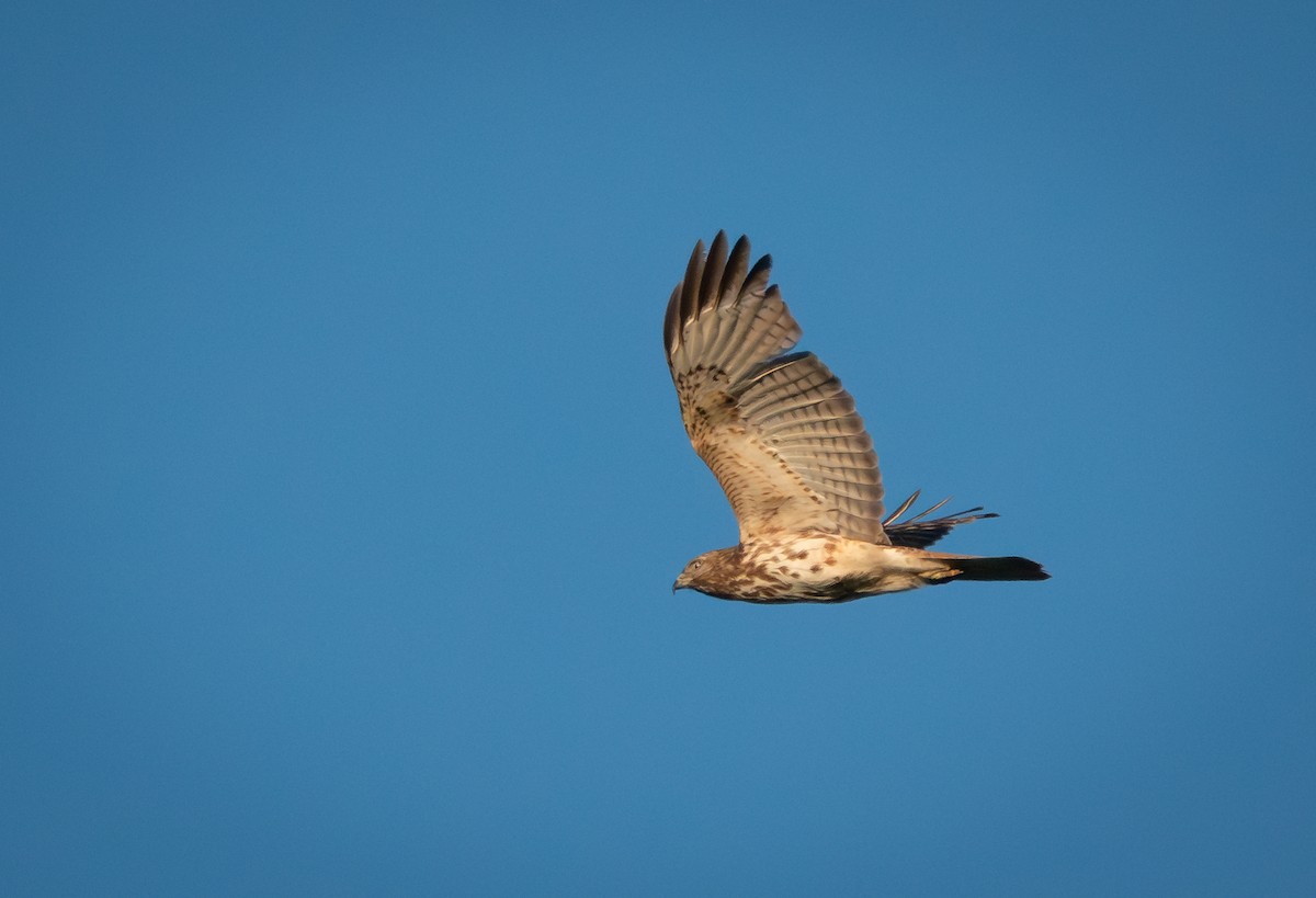 Red-tailed Hawk (borealis) - David Factor