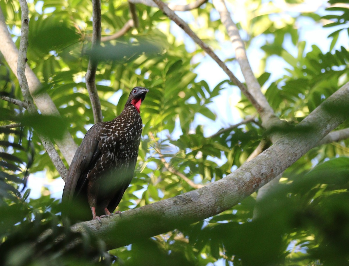 Crested Guan - ML618263282