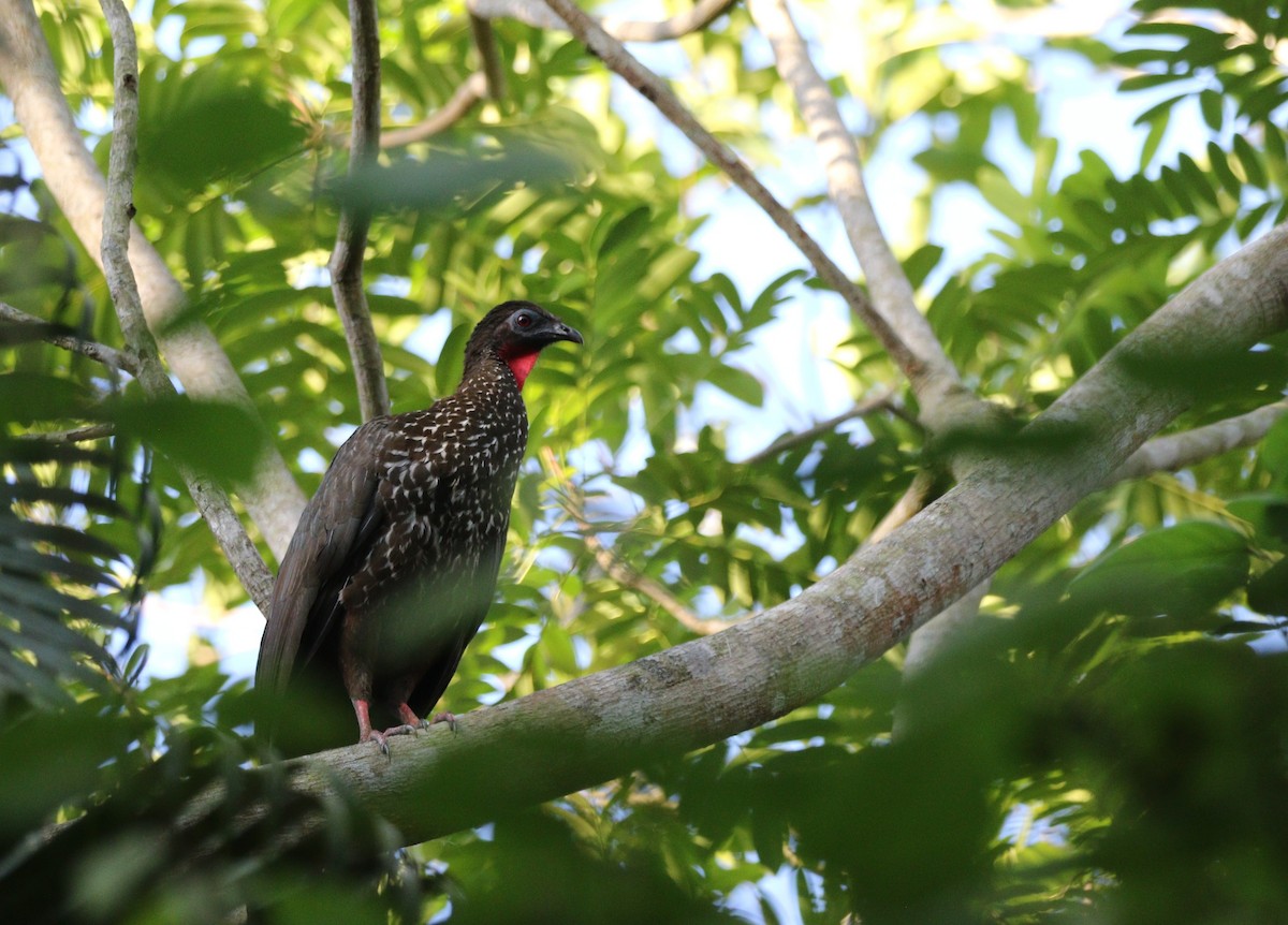 Crested Guan - ML618263288
