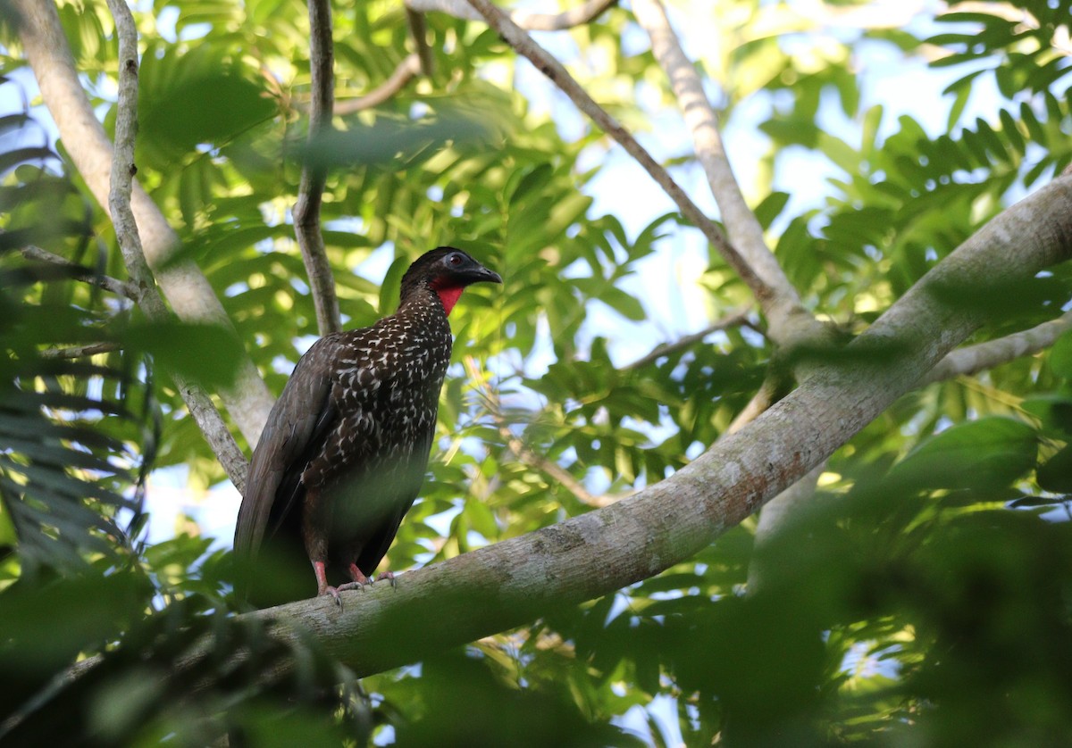 Crested Guan - ML618263290