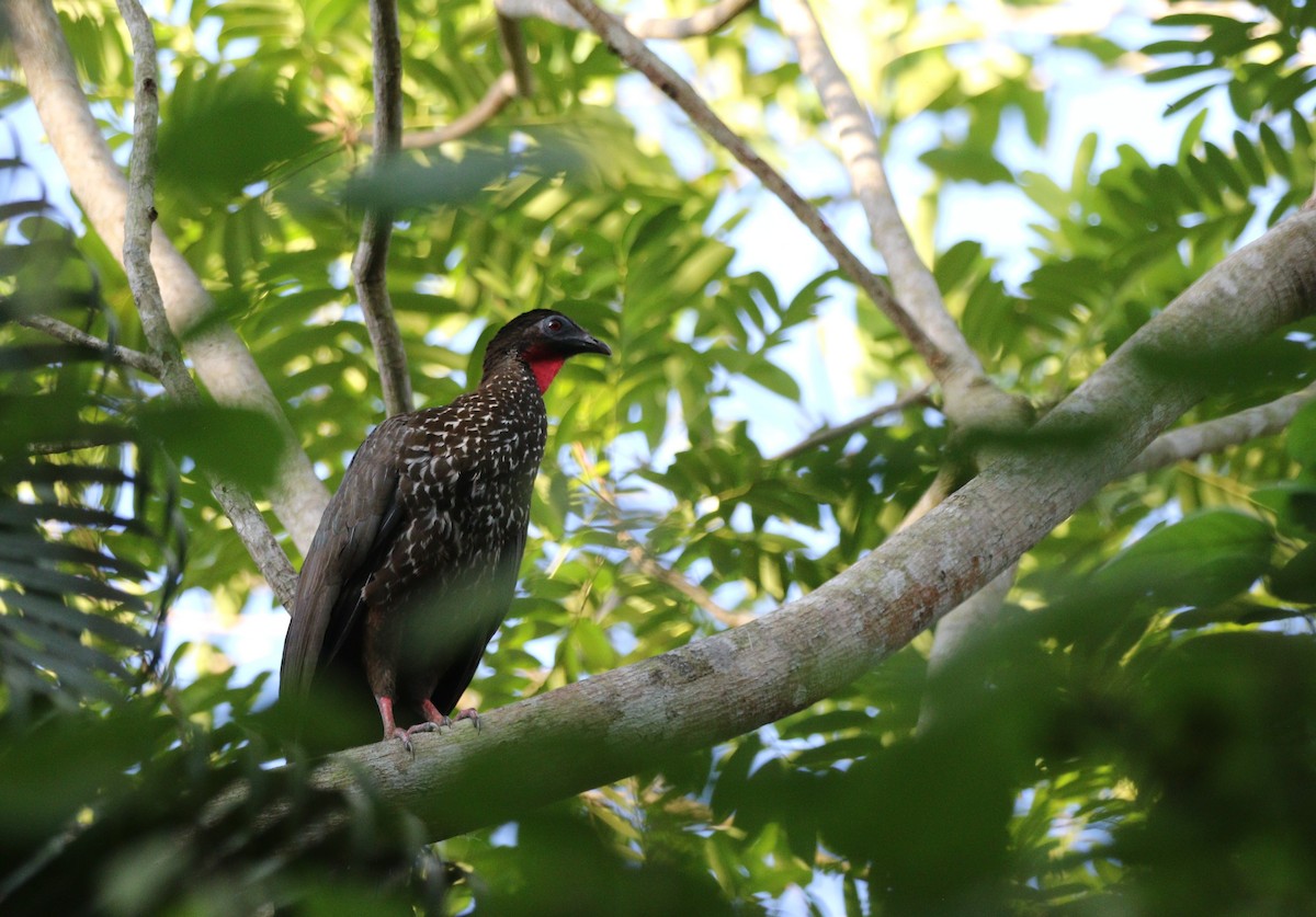 Crested Guan - ML618263296