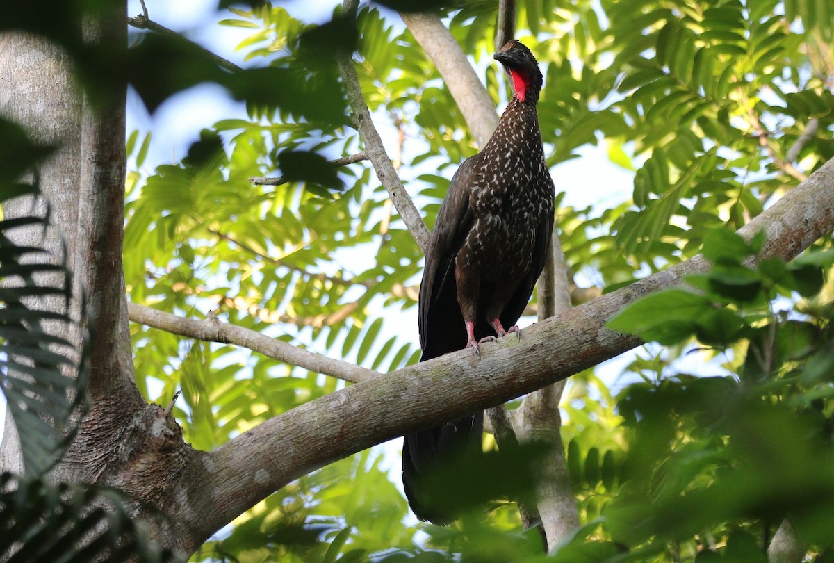 Crested Guan - ML618263316