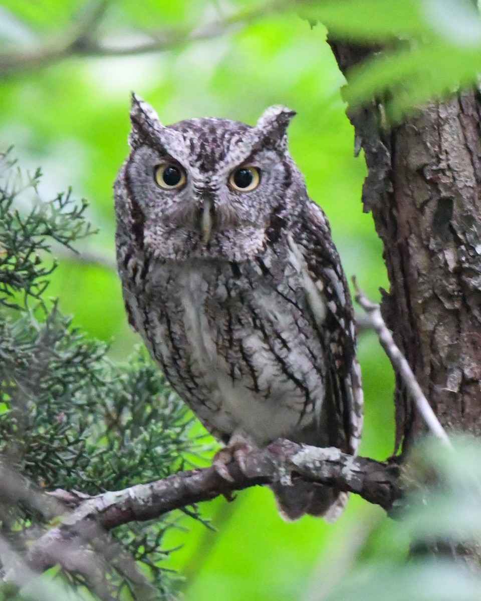Eastern Screech-Owl - Alfred Bowles