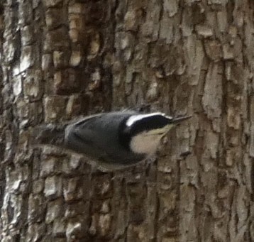 White-breasted Nuthatch - Eileen Wintemute
