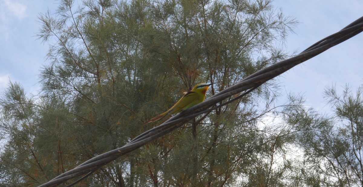 Blue-cheeked Bee-eater - ML618263381