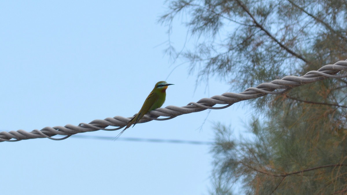 Blue-cheeked Bee-eater - ML618263382
