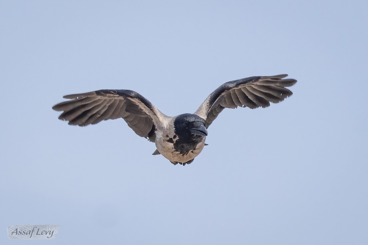 Hooded Crow - Assaf Levy