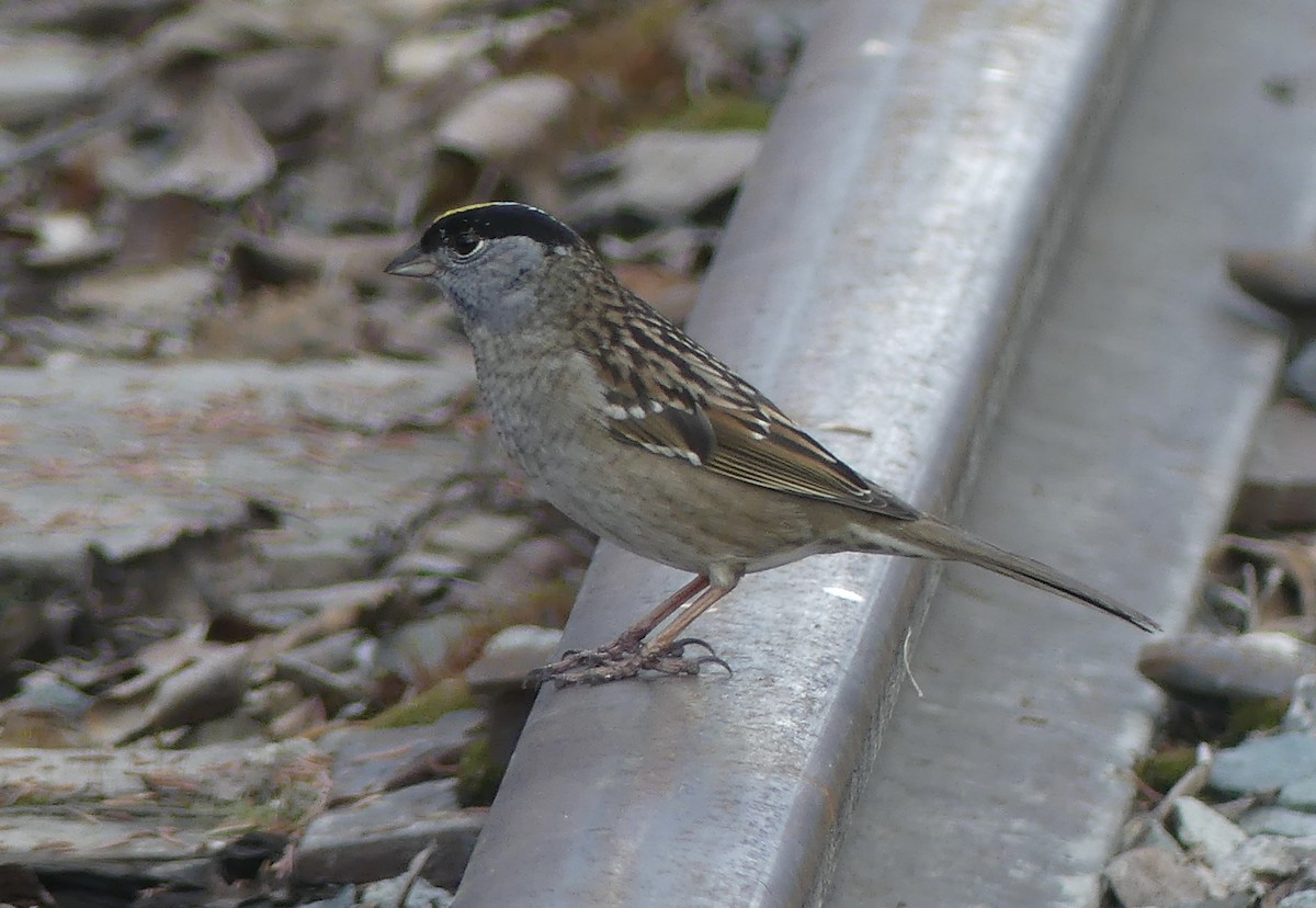 Golden-crowned Sparrow - ML618263429