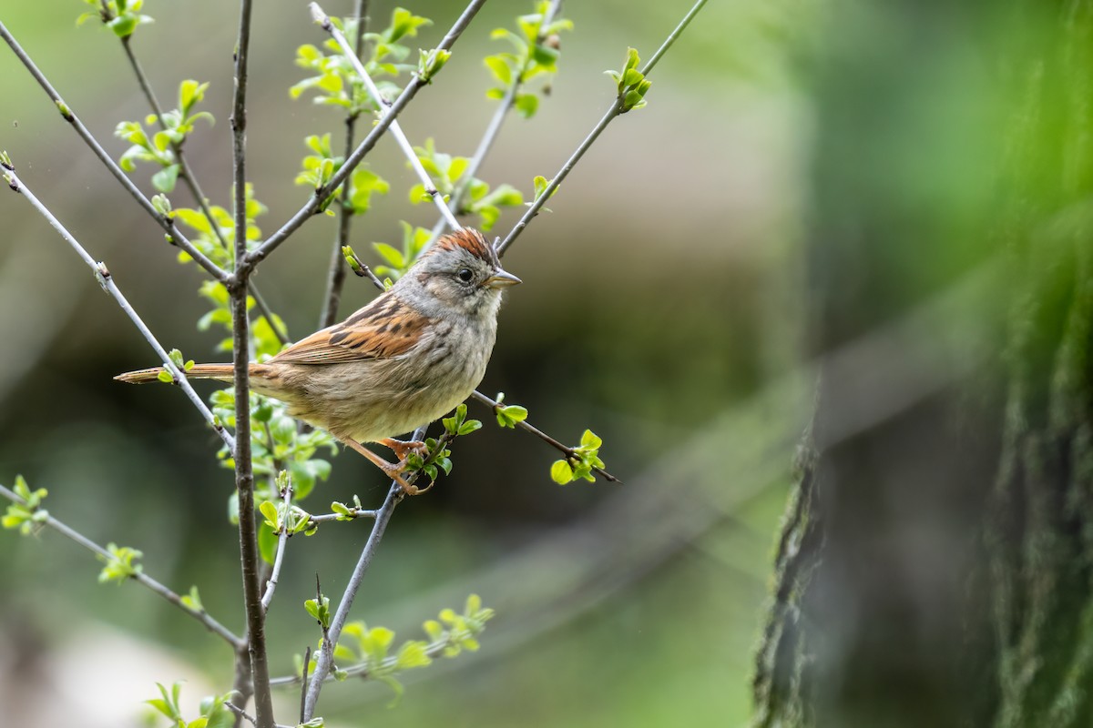 Swamp Sparrow - ML618263475