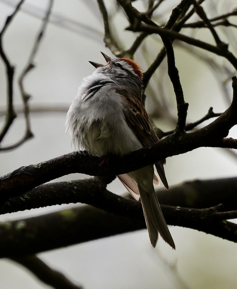 Chipping Sparrow - Eileen Rudden