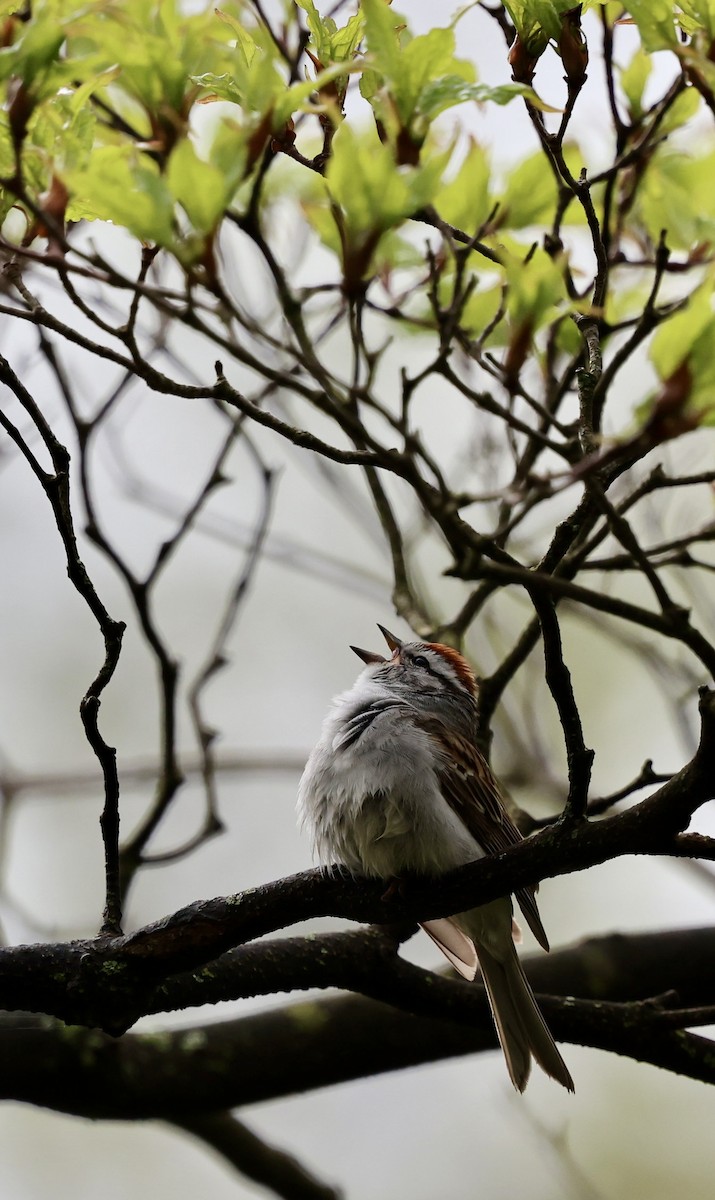 Chipping Sparrow - Eileen Rudden