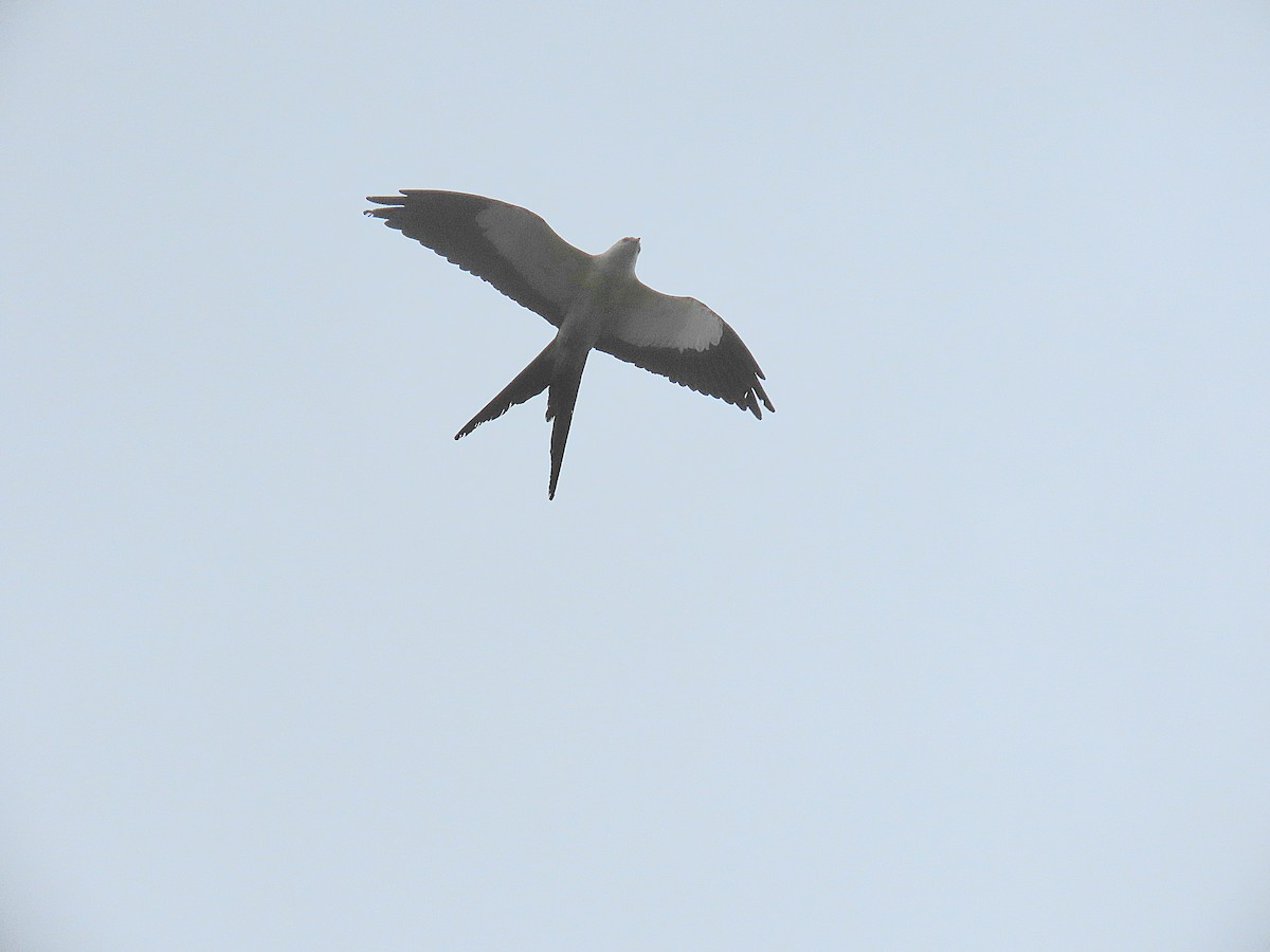 Swallow-tailed Kite - ML618263492