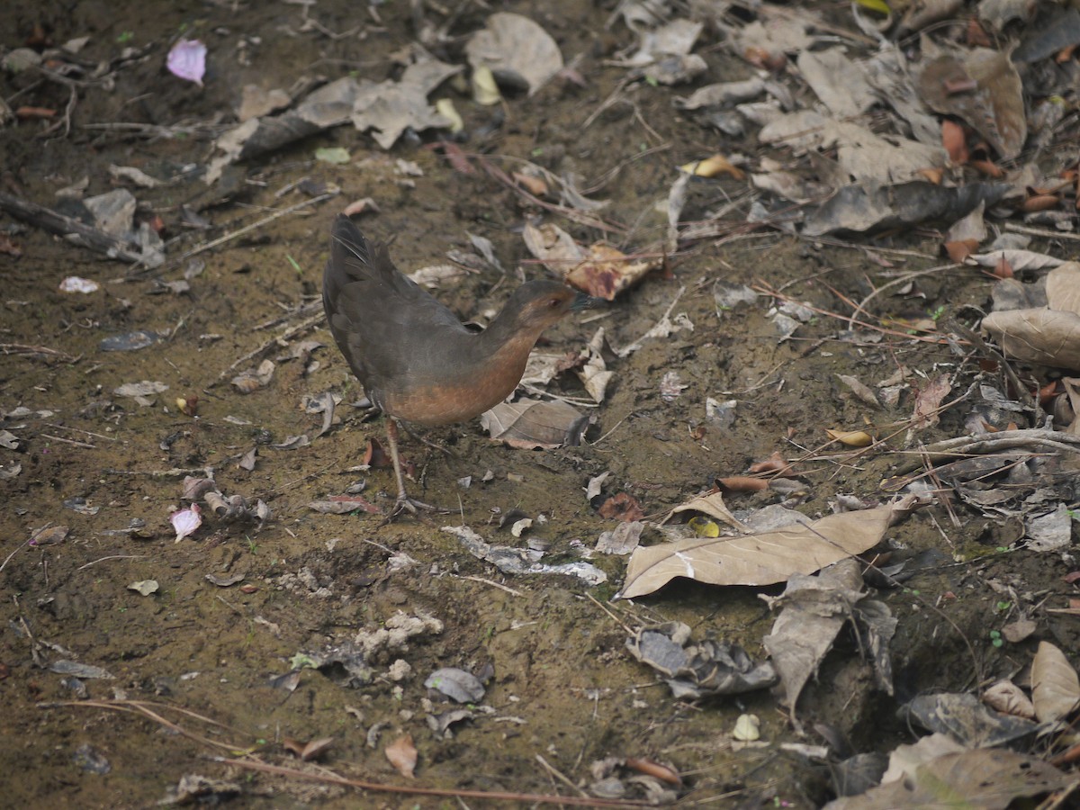 Band-bellied Crake - Anonymous