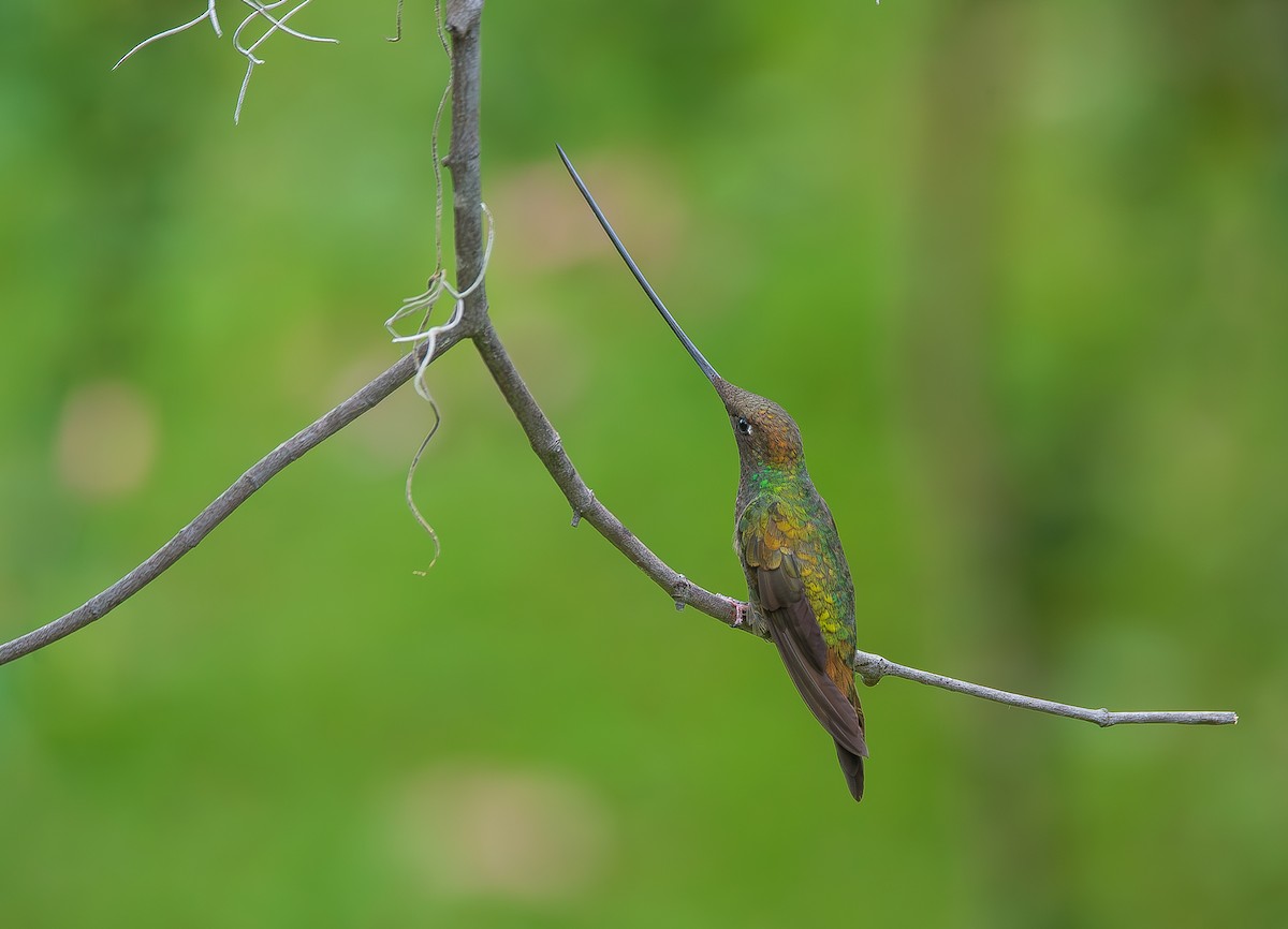 Sword-billed Hummingbird - ML618263502