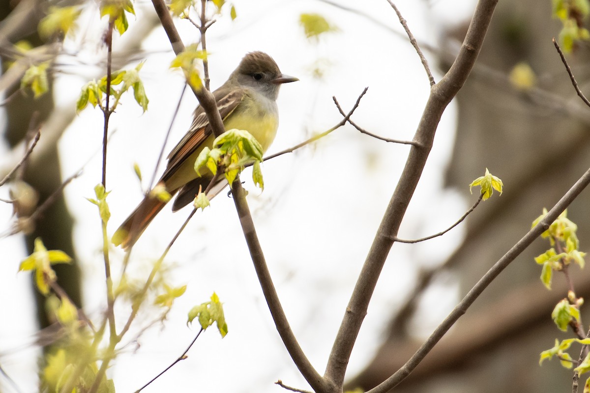 Great Crested Flycatcher - ML618263515