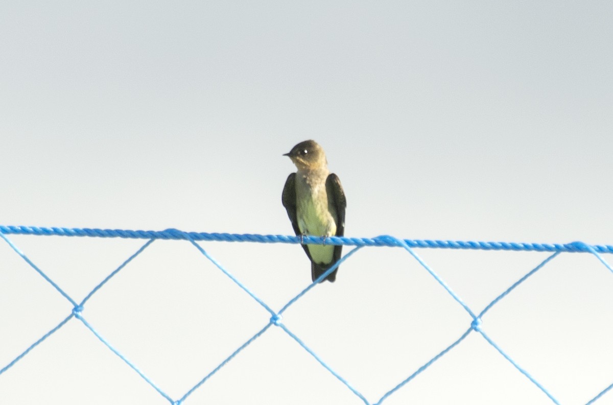 Southern Rough-winged Swallow - ML618263516