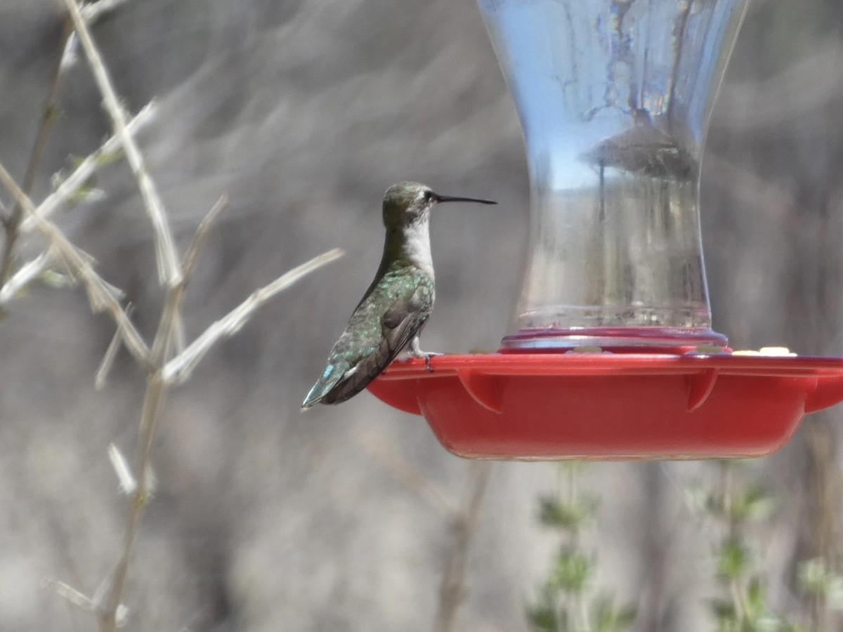 Black-chinned Hummingbird - Eileen Wintemute