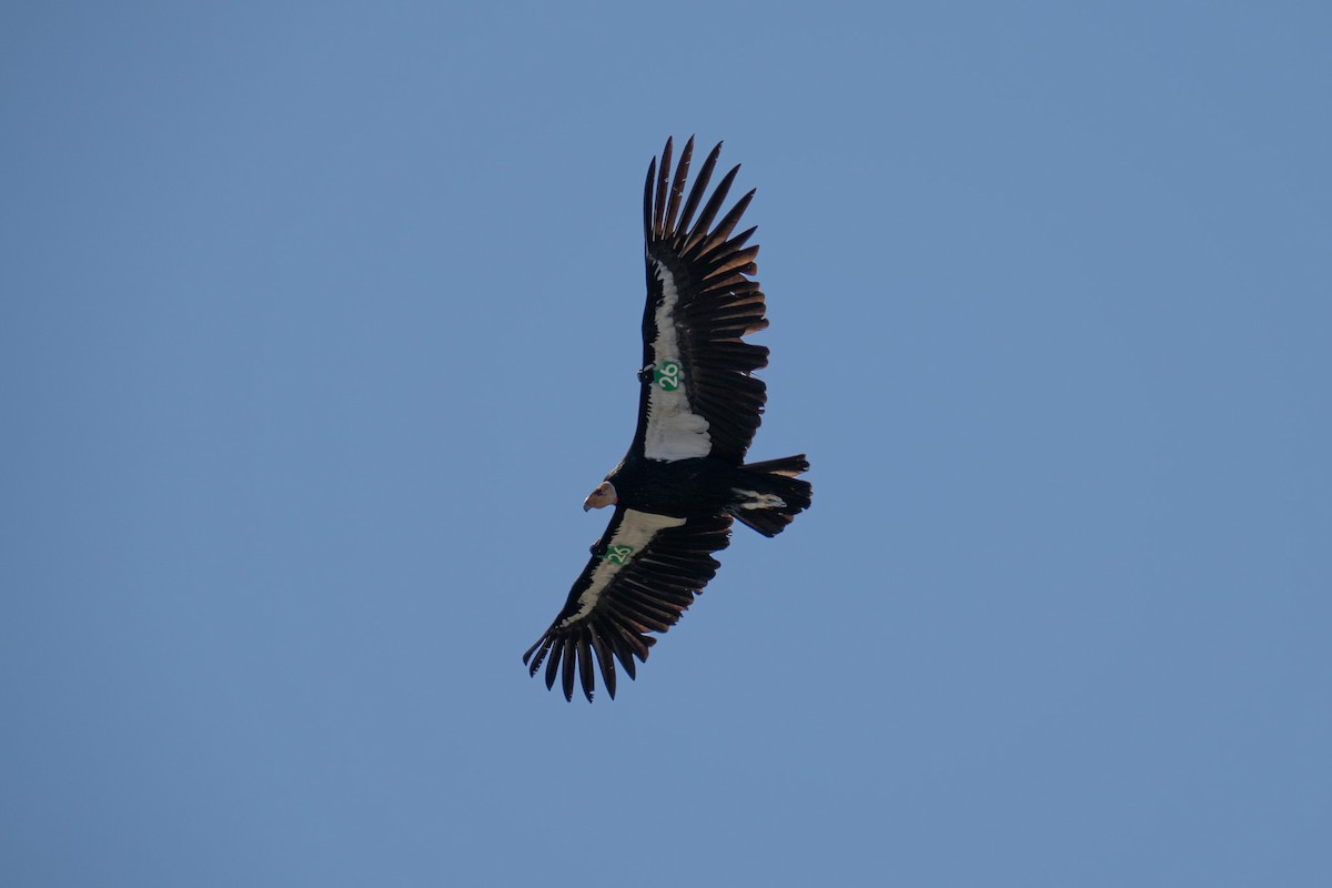 Condor de Californie - ML618263552