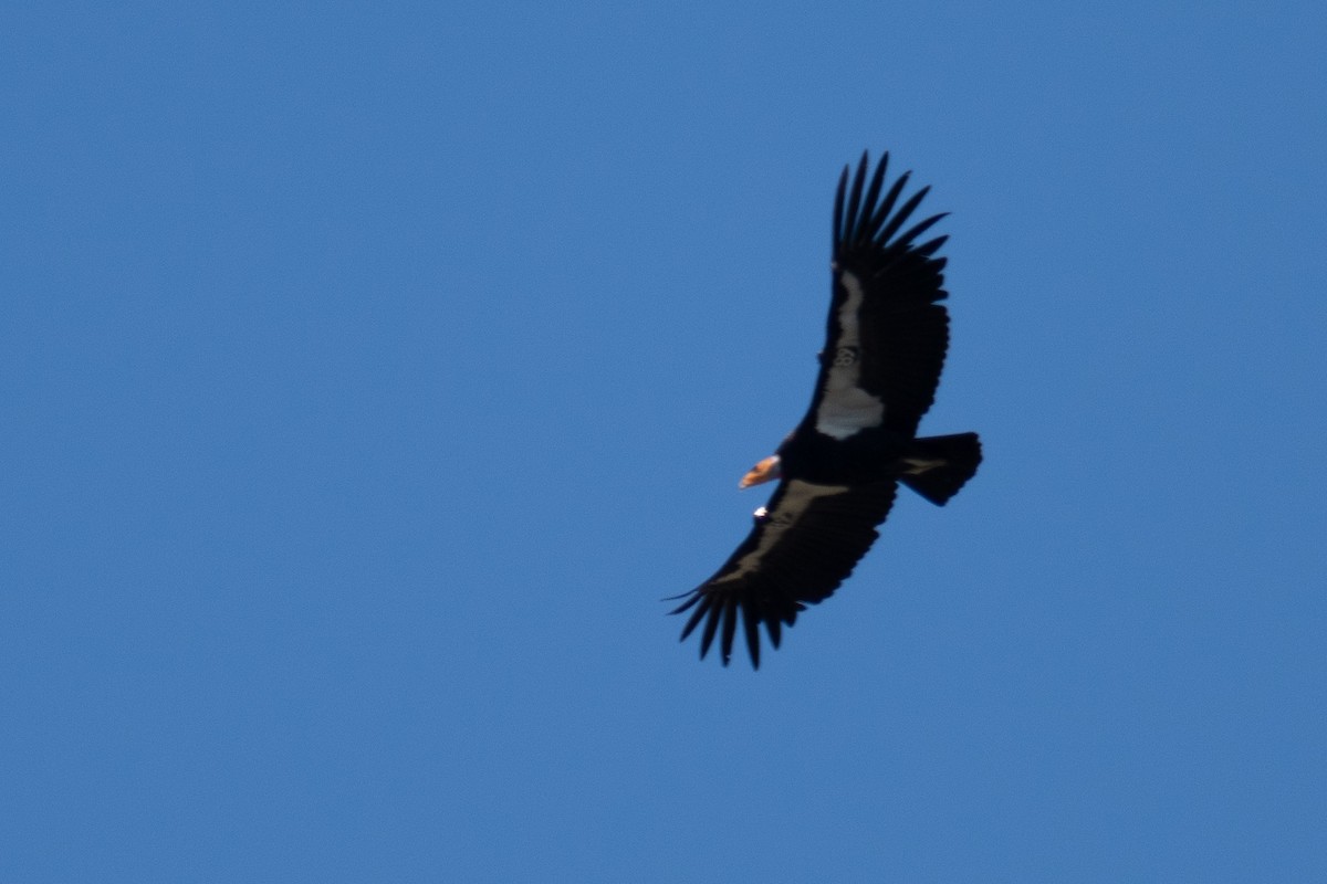 Condor de Californie - ML618263553