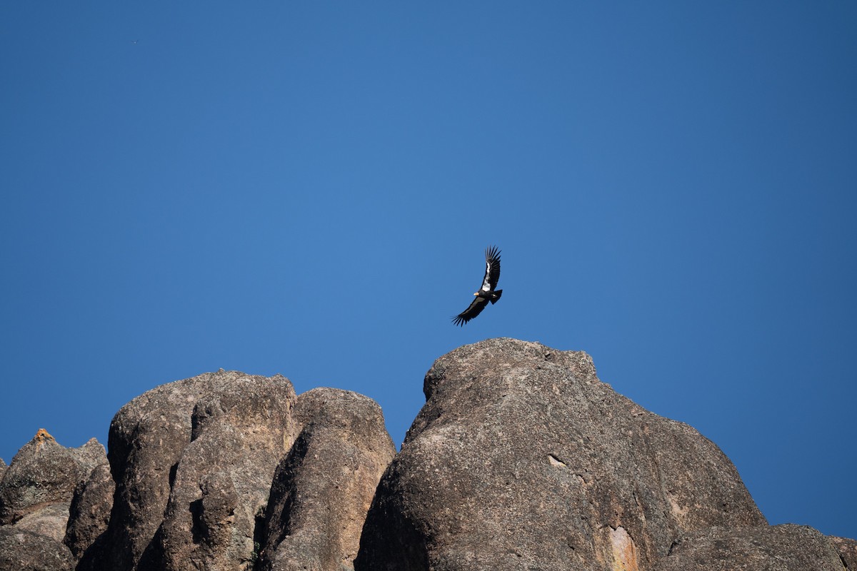 Condor de Californie - ML618263554