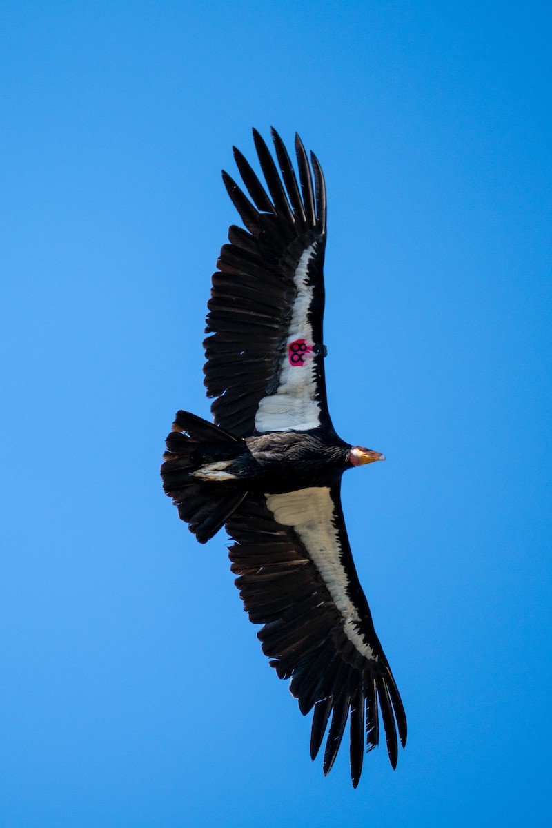 Condor de Californie - ML618263556