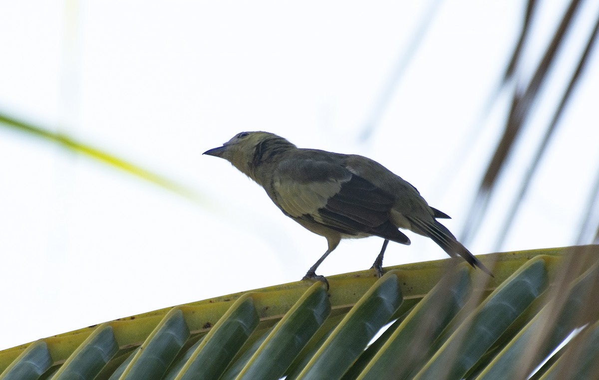 Palm Tanager - ML618263592