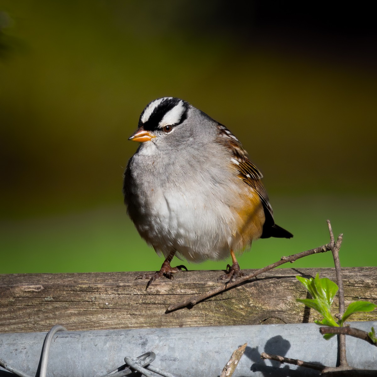 White-crowned Sparrow - ML618263596