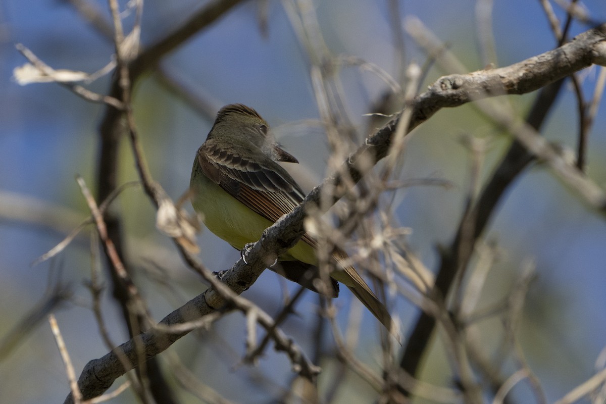 Great Crested Flycatcher - ML618263615